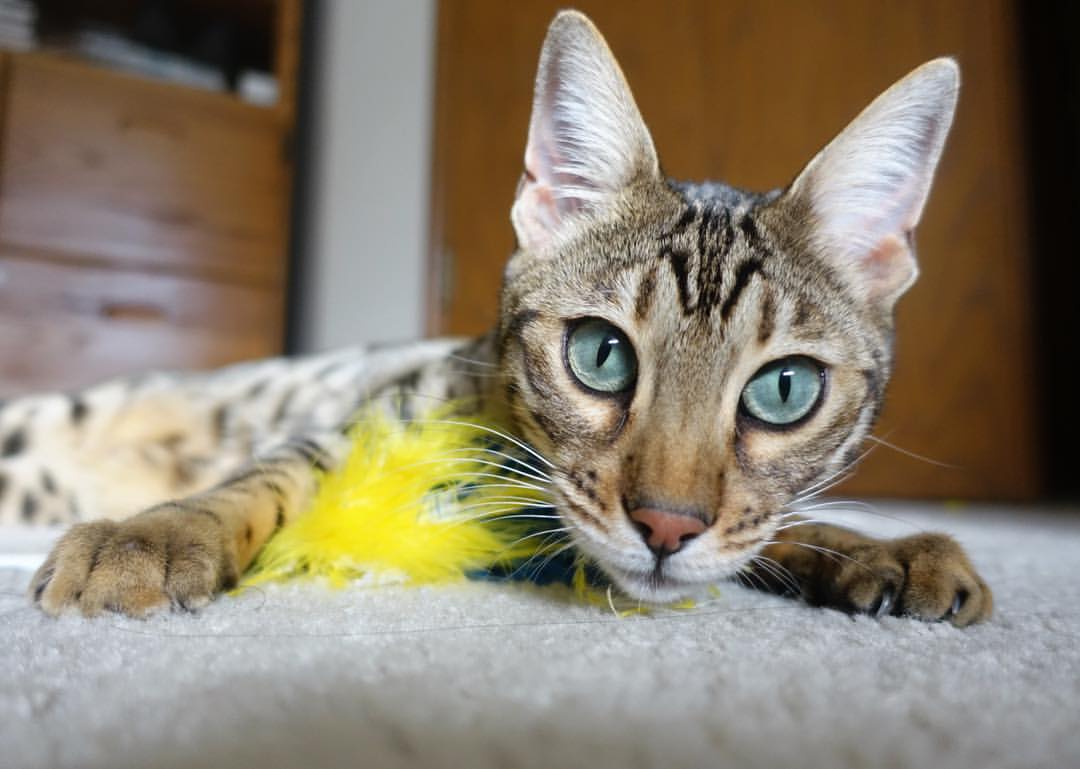 九游电脑版-_猛龙坚持努力，逐步逼近季后赛_，18～19猛龙季后赛赛程