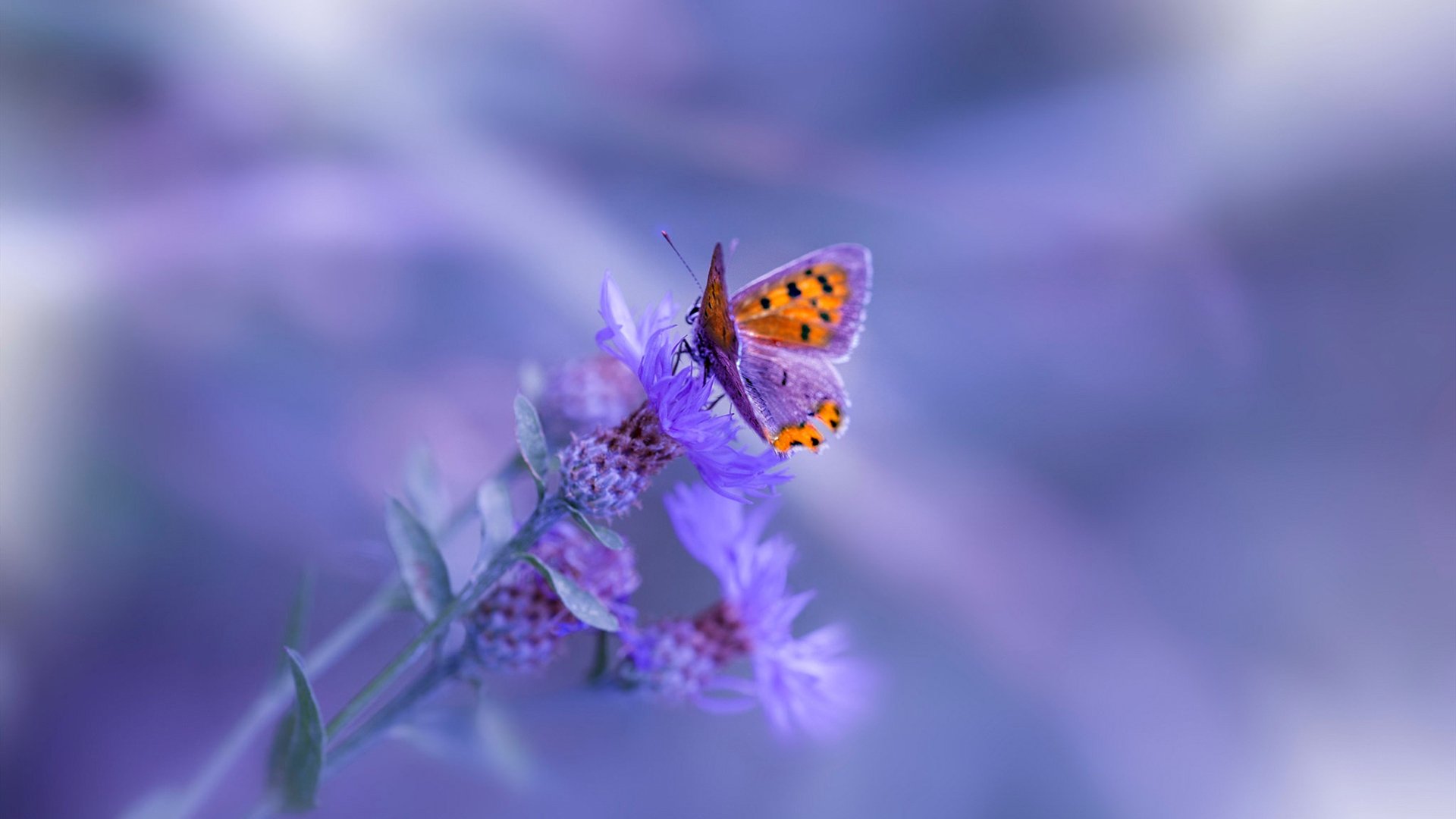 “2025世界运动会东安湖体育公园：极限铁人三项精彩开赛”