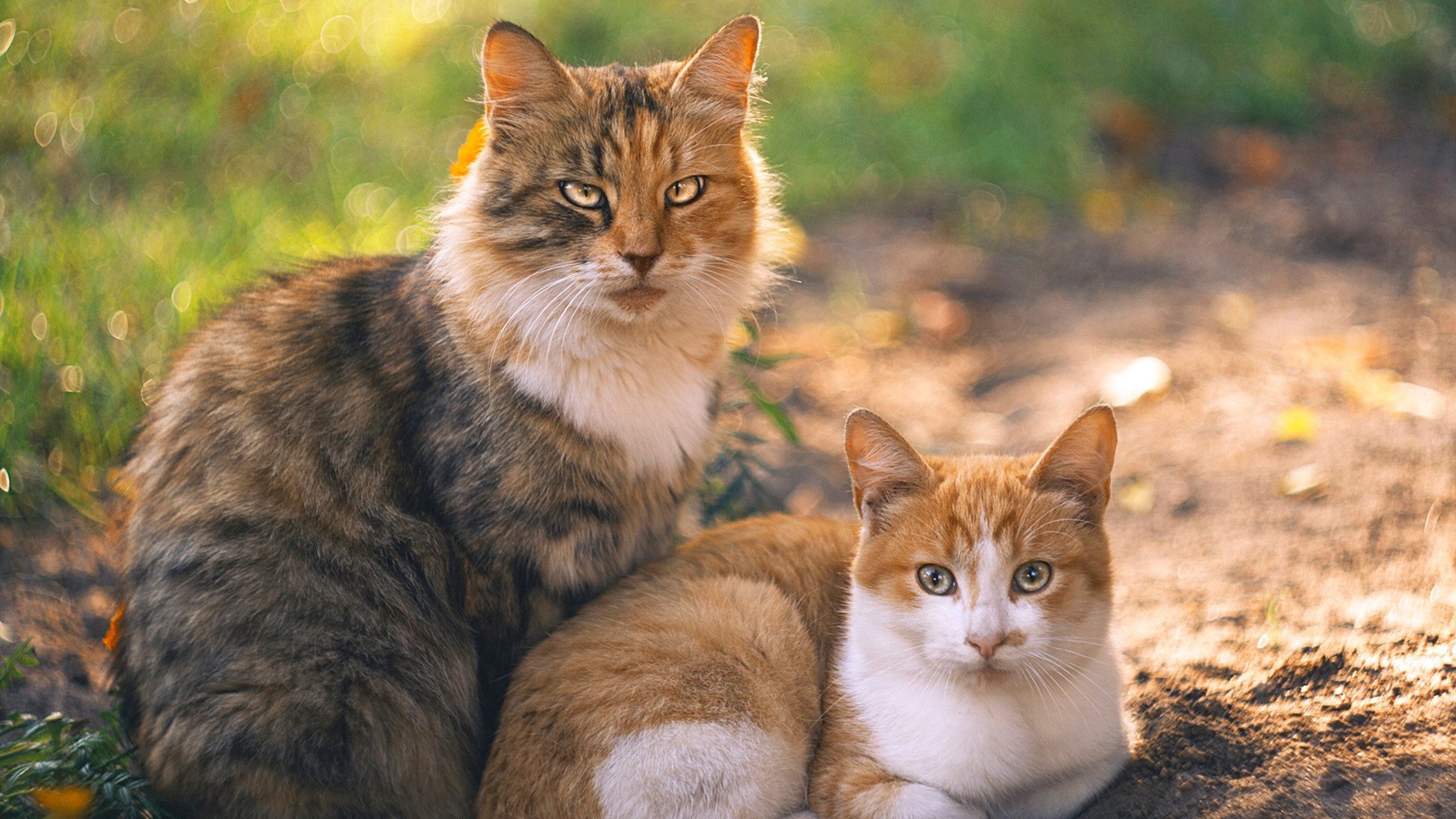裁判判罚引热议比赛节奏显著提升，裁判的判罚