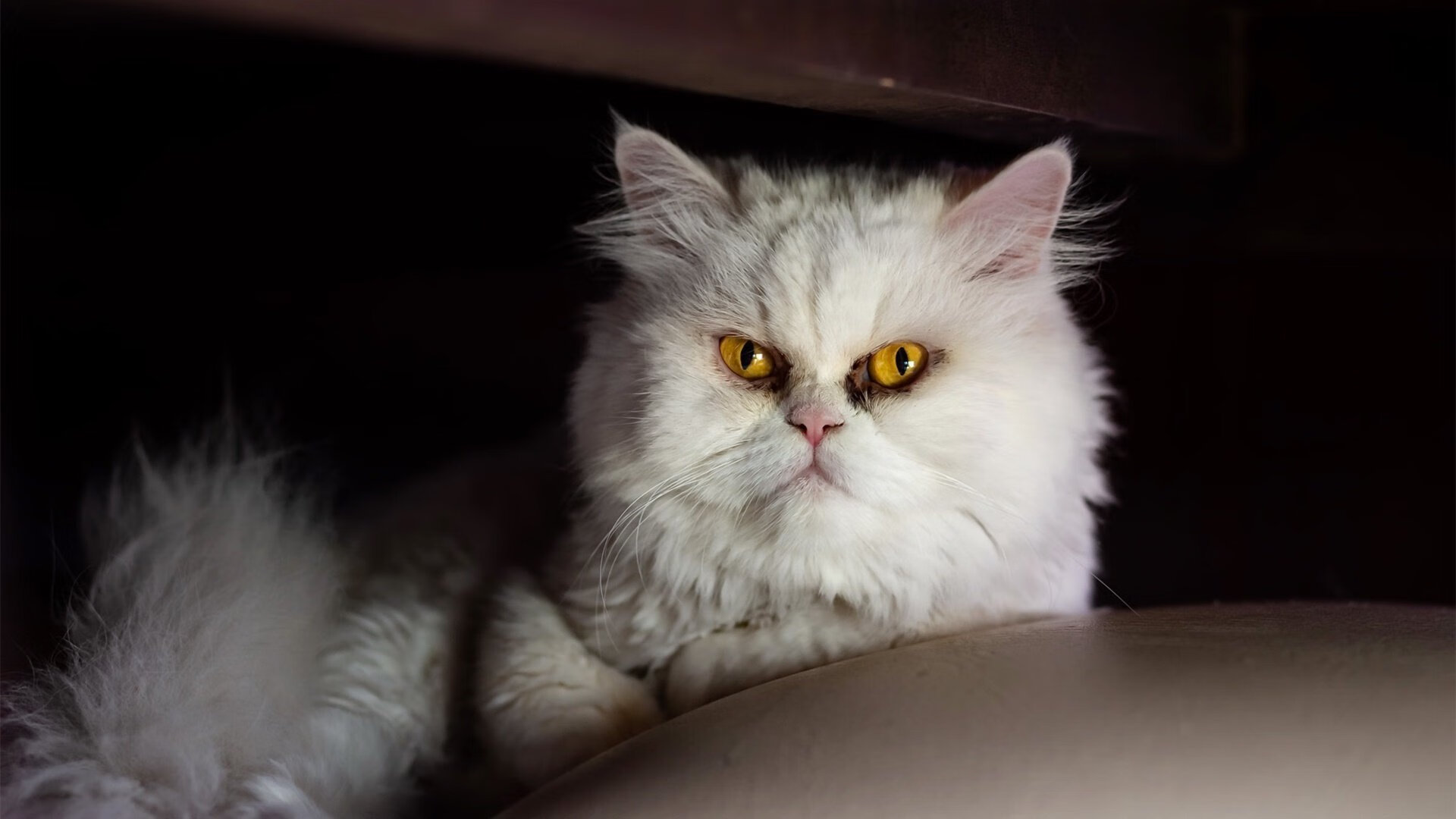 九游官网pc-女子排球跨区域选材计划开始实施，女子排球晋级规则