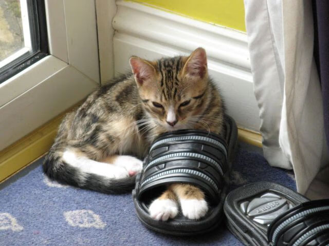 女篮技术统计系统升级实现数据实时同步分析精度提升，女篮技巧