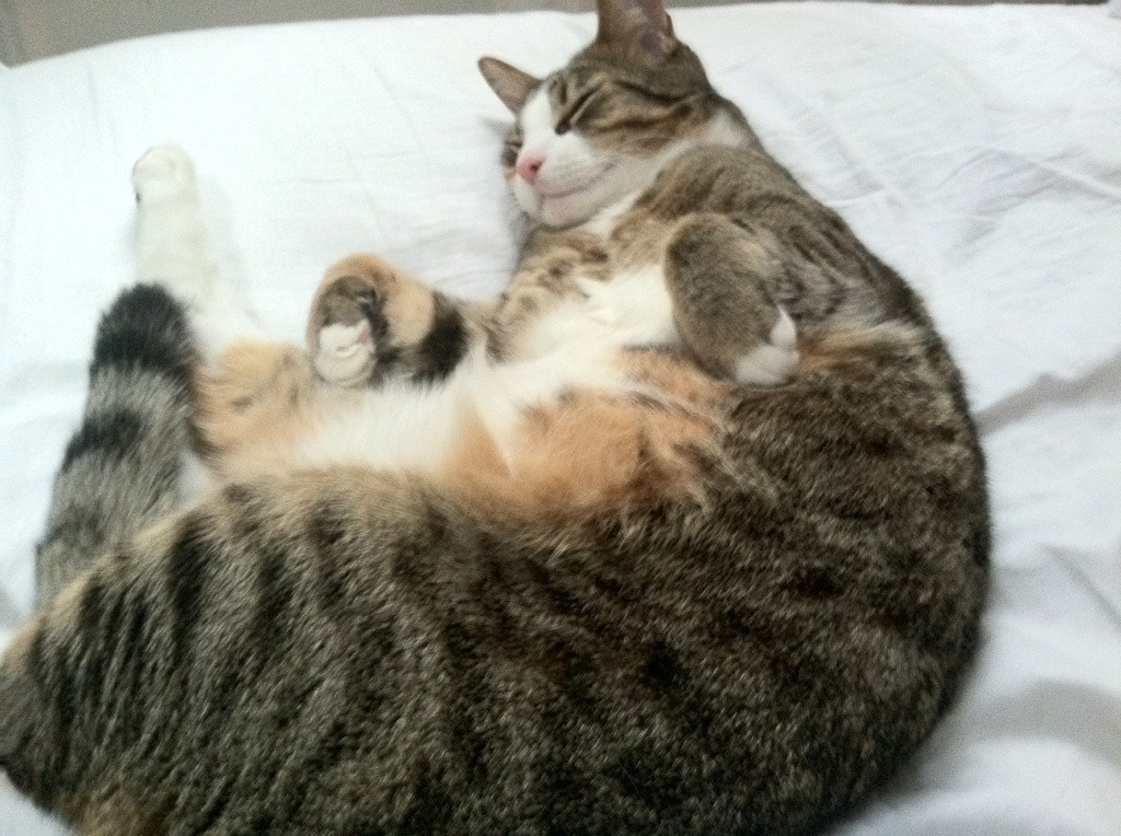 JiuyouAPP下载-麦克沃伊带伤出战依旧夺牌，麦克埃沃伊